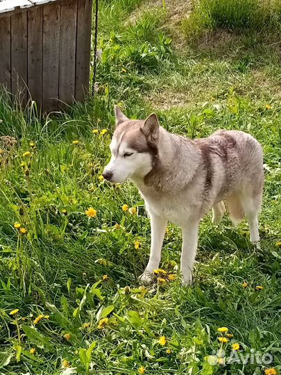 Найдена собака хаски с щенками