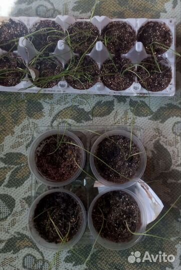 Рассада помидор, перцев, огурцов, баклажан