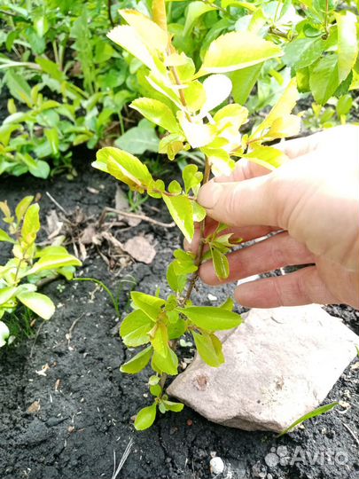 Айва японская