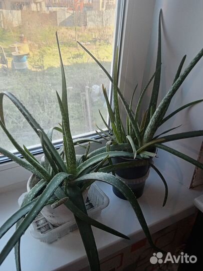 Отдам алоэ бесплатно