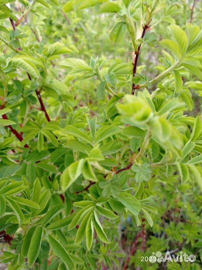 Саженцы шиповника