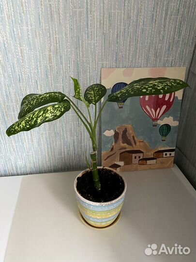 Диффенбахия