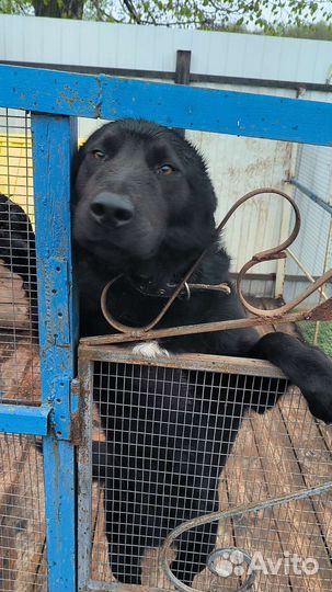Отдам в добрые руки собаку