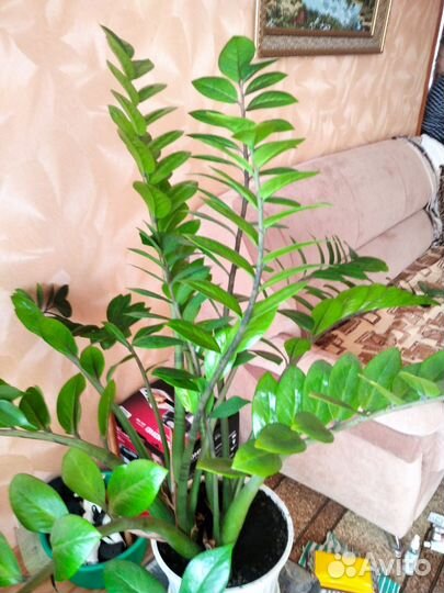 Замиокулкас