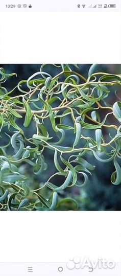 Ива извилистая Мацудана