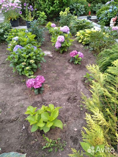 Гортензия крупнолистная