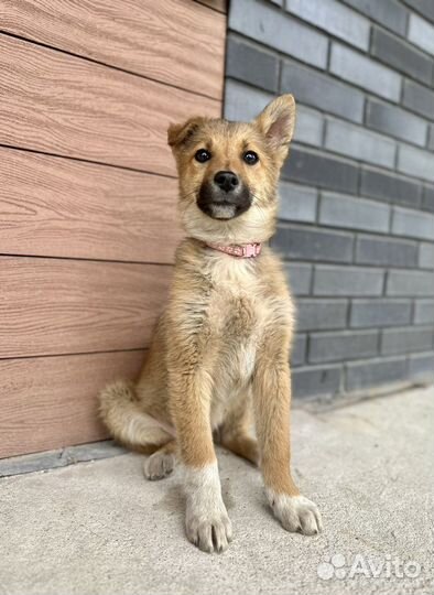 Щенок в добрые руки бесплатно