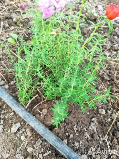 Чабрец (тимьян)