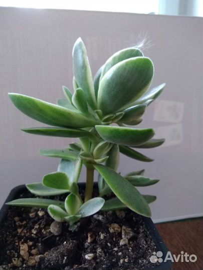 Суккуленты