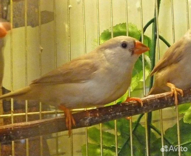 Птицы амадины