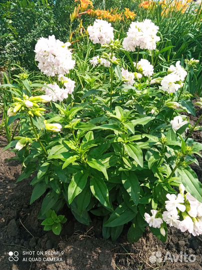 Многолетние декоративные садовые цветы