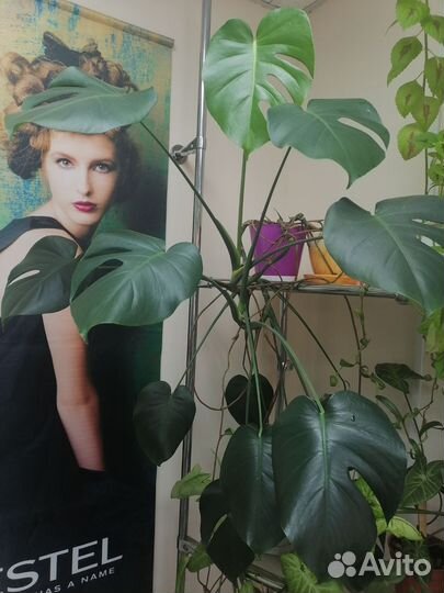 Комнатные растения цветы большие