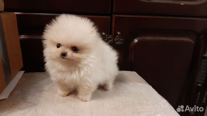 Мальчик пушистое облачко