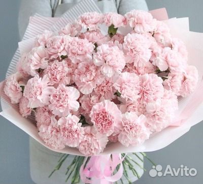 Гвоздики (диантус) доставка по спб 13шт., 25шт.,51