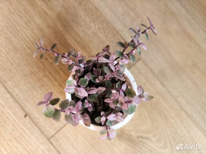 Комнатные цветы растения