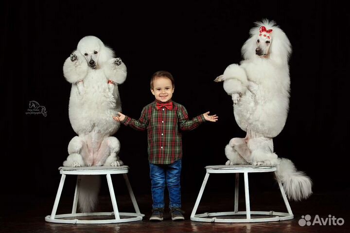 Собаки для фотосессии
