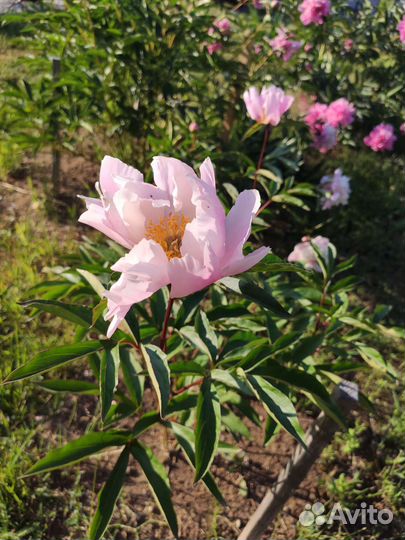 Пионы / саженцы