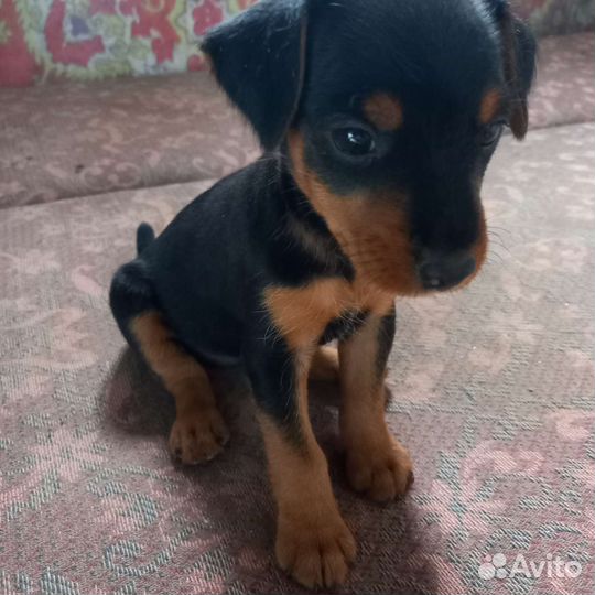 Немецкий Ягдтерьер