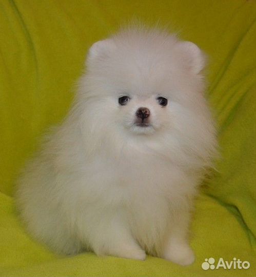 Померанский шпиц, белые медвежата, есть мини, с до