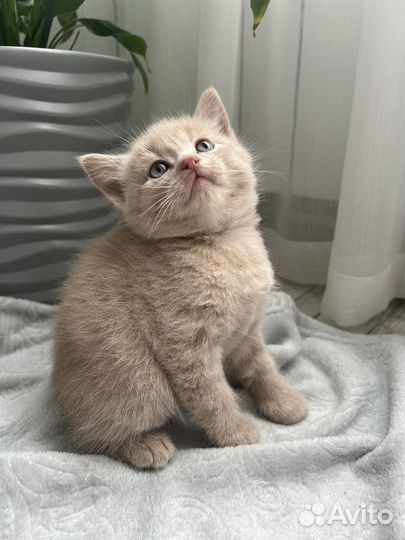 Котятки в добрые руки