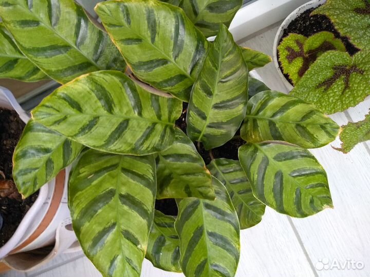 Комнатные цветы