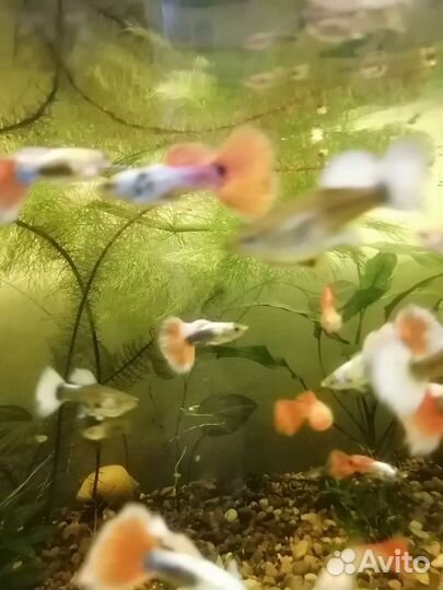 Аквариумные рыбки Гуппи