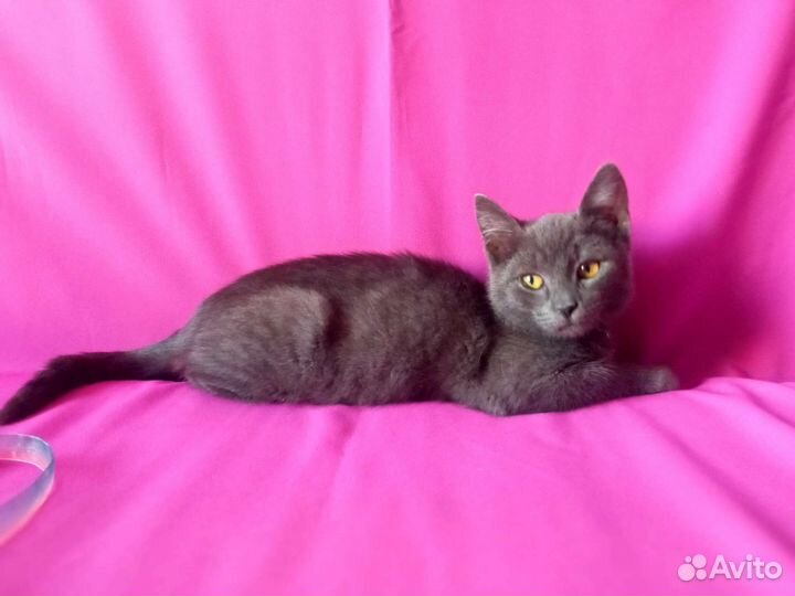 Котëнок Кузя Лакомкин в добрые руки