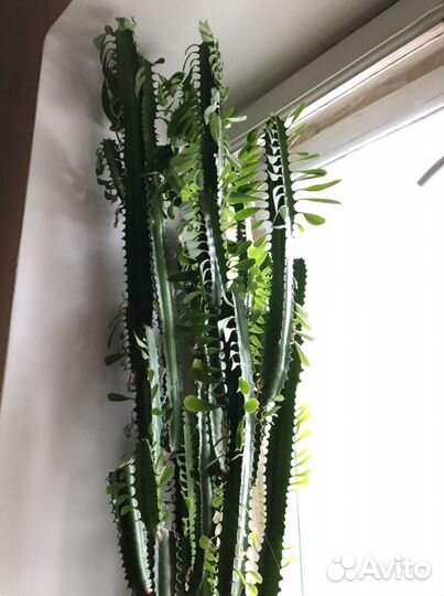 Цветок домашний: Молочай треугольный/трехгранный