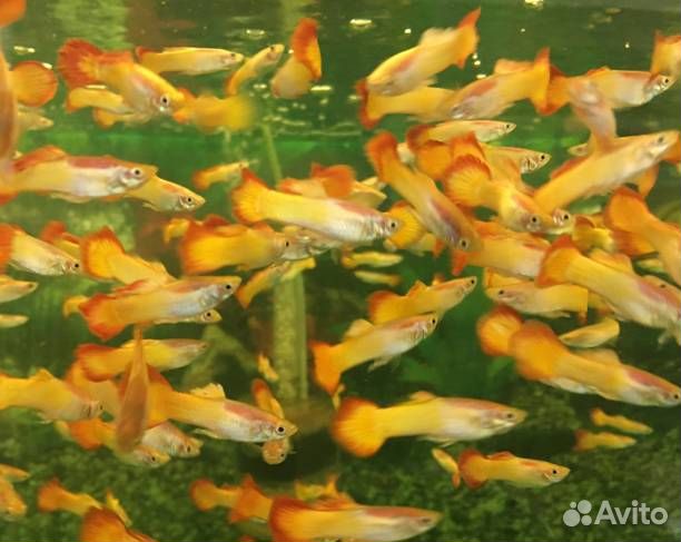 Гуппи Микариф Сансет (Poecilia reticulata var. )