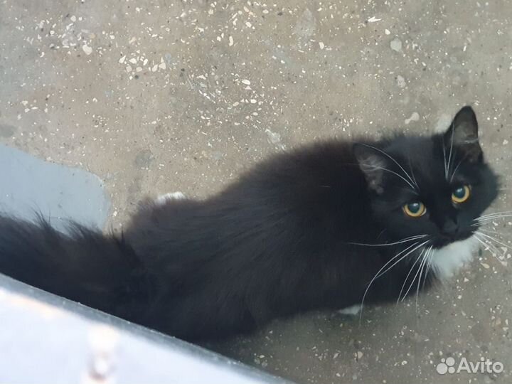 Помочь кошечкам