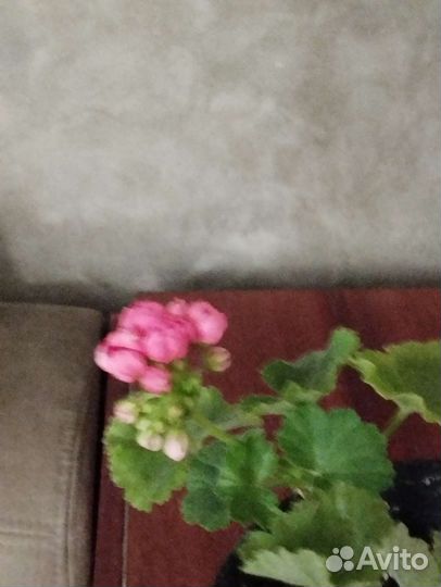 Пеларгония герань