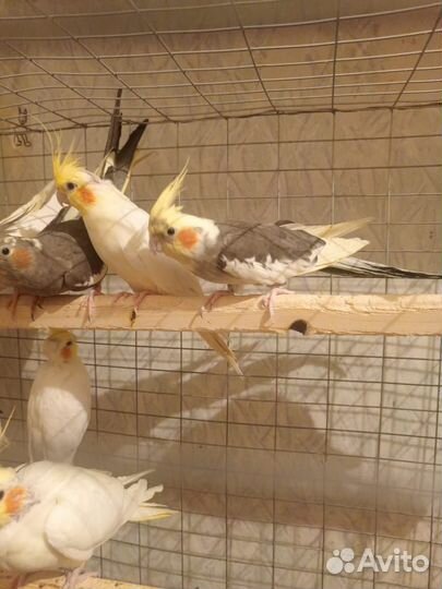 Попугай Корелла, волнистый, неразлучник, амадин