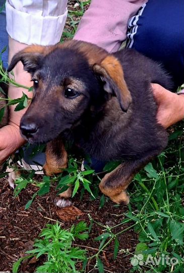 Щенки дворяне SOS