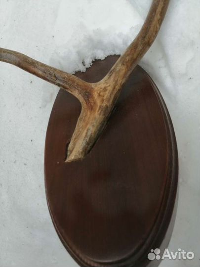 Продам рога косули на подставке