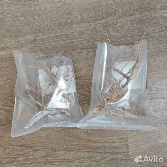 Коряга корни ветки