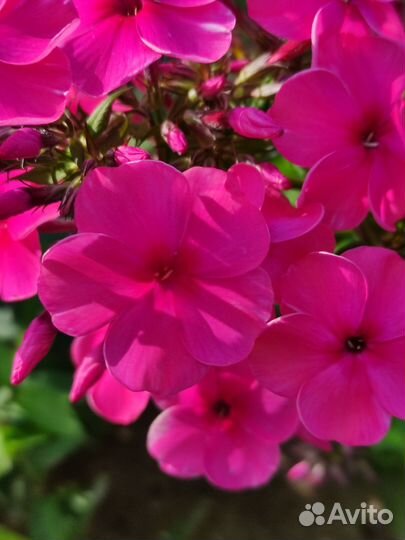 Флоксы многолетние