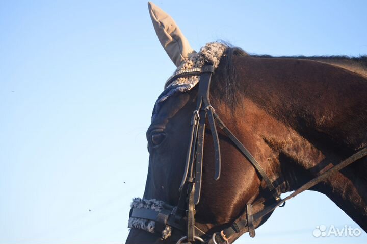 Оголовье для лошади, мартингал