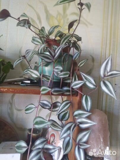 Комнатные цветы