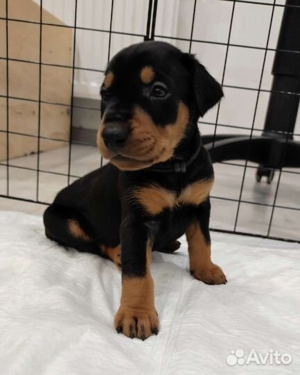 Немецкий пинчер щенки