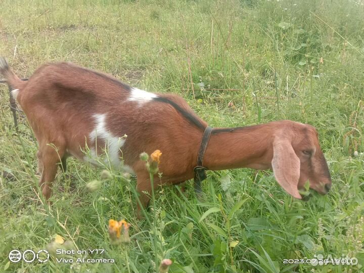 Вязка,молодой козёл, на мясо, козы молоко,козлята