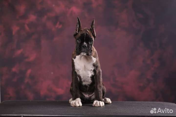 Брутальный мачо боксер