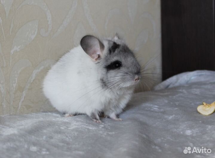 Шиншилла мальчик Белая Бархатная Ангора