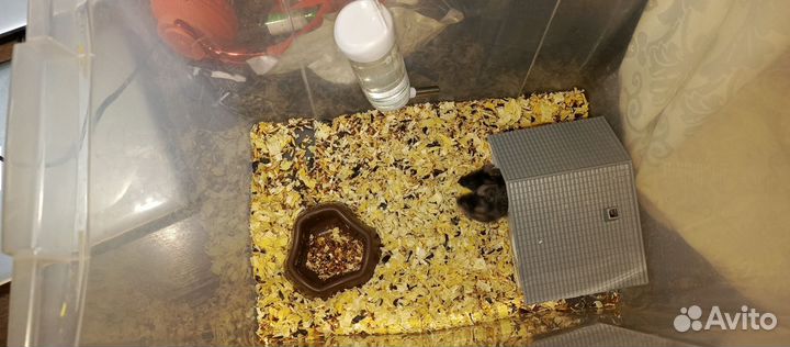 Отдаю кудрявых мышек