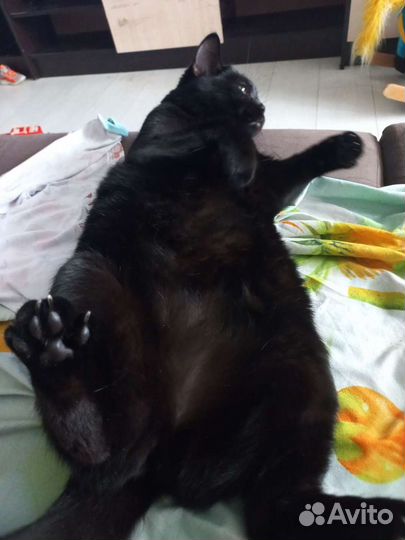 Передержка - гостиница для кошек