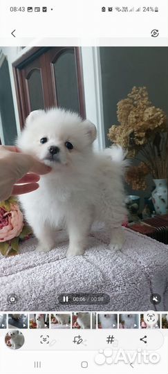 Девочка шпиц