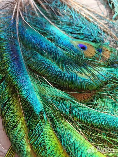 Перья павлина натуральные