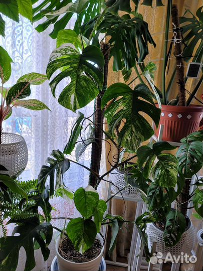 Монстера борзига вариегатная