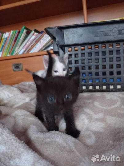 Отдам котенка в добрые руки