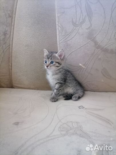 Отдаю котёнка в добрые руки
