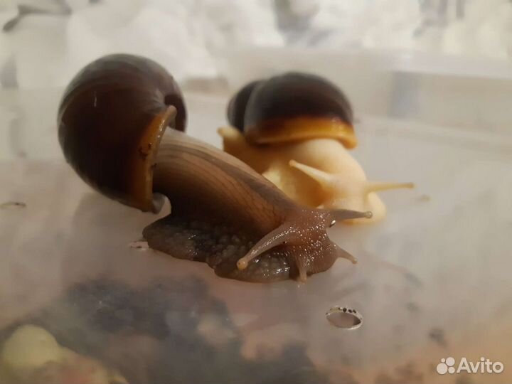 Улитки ахатины